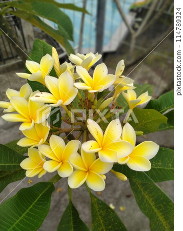 yellow flowers with leaves yellow flowers with leaves 114789324