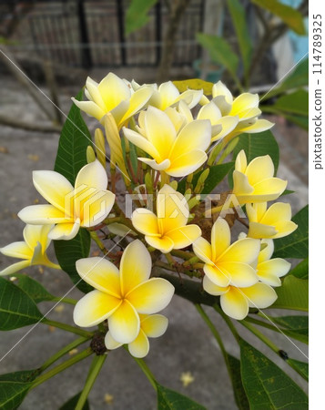yellow and white plumeria flower on tree 114789325