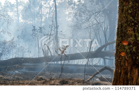 After Bushfires burning in tropical forest, wildlife can perish as a result of habitat loss with food sources. 114789371