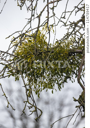 Mistletoe Growing on Bare Tree Branches in Winter Mistletoe Growing on Bare Tree Branches in Winter 114789417