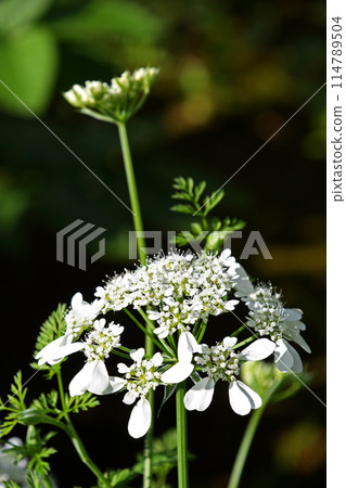 Orlea · White Race 114789504