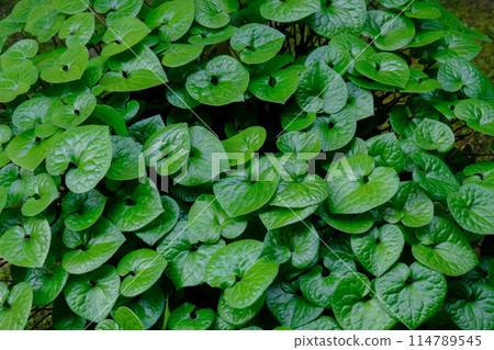 Aoi Futaba Aoi Futaba 114789545