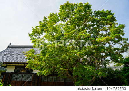 源光庵庭園 114789560