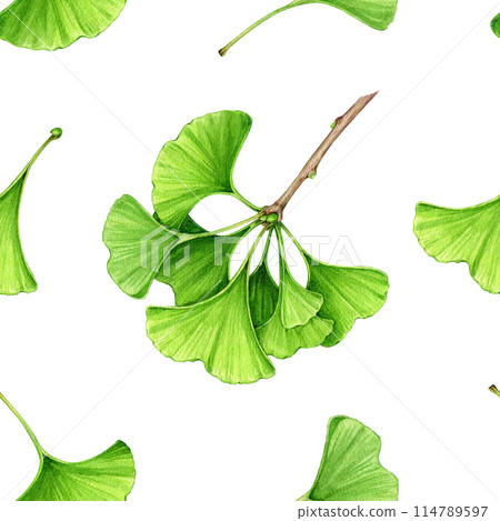 Ginkgo tree green leaf, branch seamless pattern. Watercolor painted illustration. Hand drawn ginkgo biloba leaf and twig medicinal plant natural element seamless pattern. White background Ginkgo tree green leaf, branch seamless pattern. Watercolor painted illustration. Hand drawn ginkgo biloba leaf and twig medicinal plant natural element seamless pattern. White background 114789597