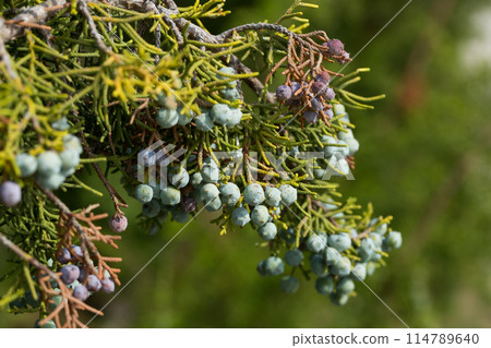 Fruits of Juniperus californica tree Fruits of Juniperus californica tree 114789640