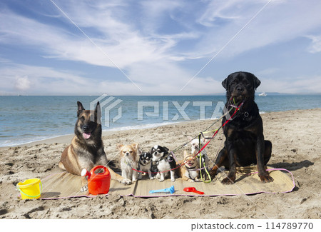 chihuahuas, malinois , rottweiller and beach 114789770