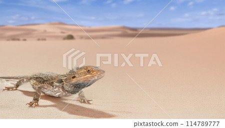 bearded dragons in nature bearded dragons in nature 114789777