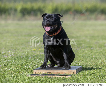 staffordshire bull terrier training 114789786
