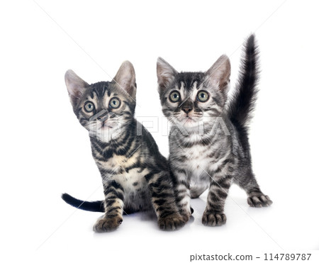 bengal kitten in studio 114789787