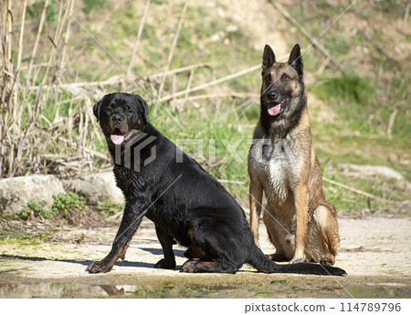 young rottweiler and malinois 114789796