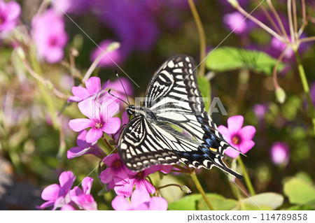Swallowtail butterfly sucking nectar from a caterpillar 114789858
