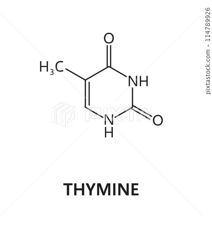 Thymine nucleic acid, nitrogenous base, nitrogen and hydrogen formula. Nitrogen and hydrogen medicine molecule, DNA nitrogenous base molecular structure or nucleic acid biology vector formula Thymine nucleic acid, nitrogenous base, nitrogen and hydrogen formula. Nitrogen and hydrogen medicine molecule, DNA nitrogenous base molecular structure or nucleic acid biology vector formula 114789926