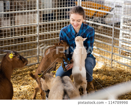 Woman farmer playing with little goatlings Woman farmer playing with little goatlings 114789998