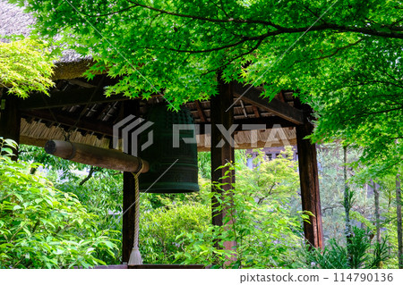 Blue maple at Koetsuji Temple 114790136