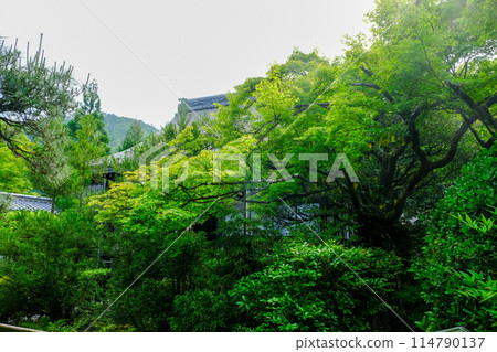 Blue maple at Koetsuji Temple Blue maple at Koetsuji Temple 114790137