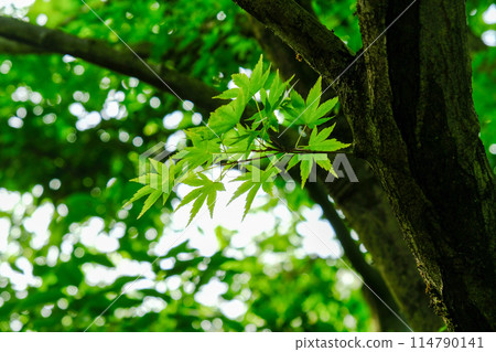 光越寺的藍楓 114790141