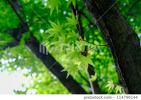 光越寺的藍楓 光越寺的藍楓 114790144