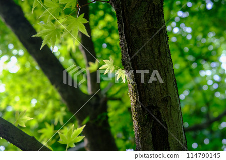 光越寺的藍楓 光越寺的藍楓 114790145