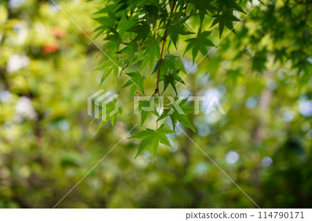 Blue maple at Koetsuji Temple Blue maple at Koetsuji Temple 114790171