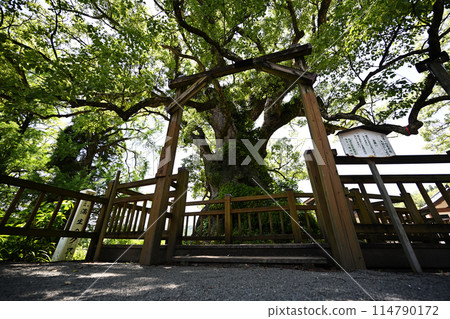 Japan's largest Gamo camphor tree Japan's largest Gamo camphor tree 114790172