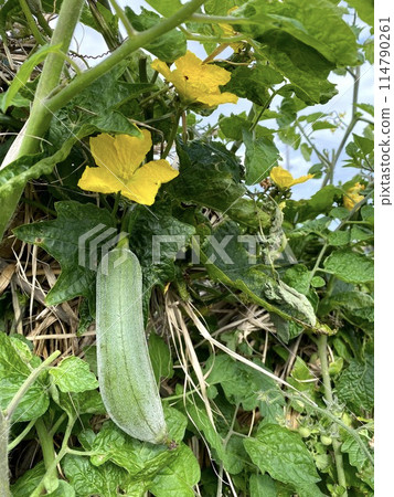 Luffa grown without pesticides 114790261