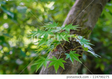 Blue maple at Koetsuji Temple 114790275
