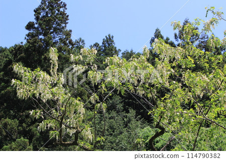 Robinia pseudoacacia blooming along the Ayukawa River in Gunma Prefecture 114790382