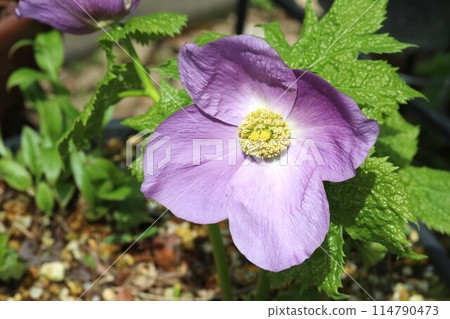 花芯好漂亮啊！白根葵 (白根葵) 114790473