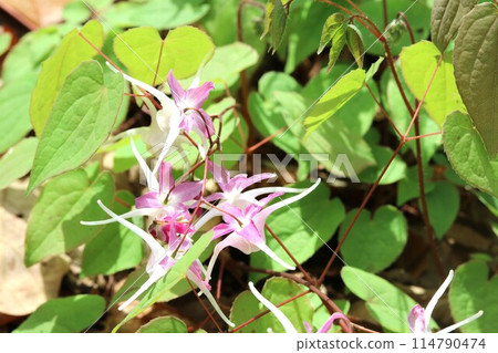 The sepals are more beautiful than the flowers! Epimedium The sepals are more beautiful than the flowers! Epimedium 114790474