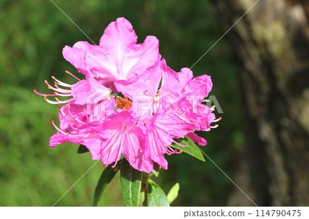 The colorful Kobano Mitsuba Azalea (small-leaved three-leaf azalea) 114790475