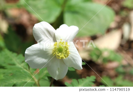 A large flower of the Ichirinsou (one-flowered grass) 114790519
