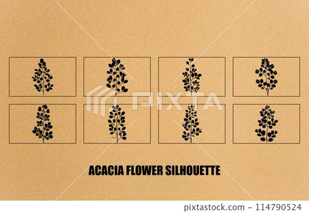 acacia leafs and flowers vector silhouette set. Medicinal tree branch with leaves collection, Acacia set graphic black and white flower leaves seeds 114790524
