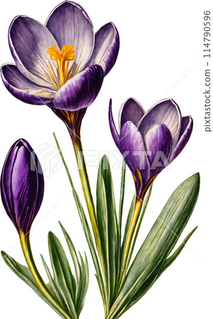 Vintage style illustration of crocus 114790596