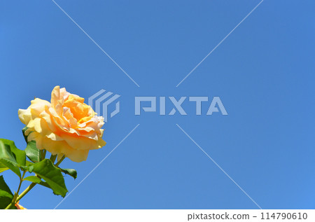 發光在藍天的黃色玫瑰 114790610