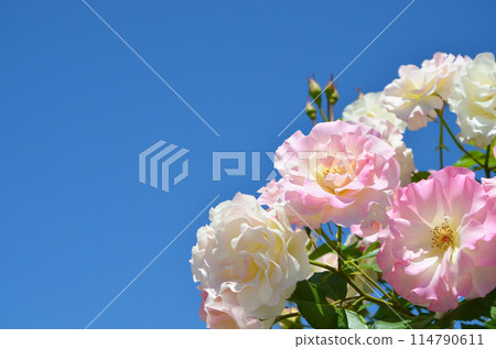 桃紅色玫瑰在藍天發光 114790611