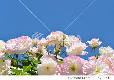 桃紅色玫瑰在藍天發光 114790612