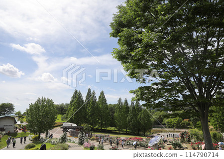 人們參觀玫瑰園 人們參觀玫瑰園 114790714
