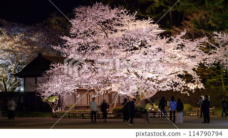 Illumination of the longest-lived Somei Yoshino cherry tree, Hirosaki Castle, Aomori Prefecture Illumination of the longest-lived Somei Yoshino cherry tree, Hirosaki Castle, Aomori Prefecture 114790794