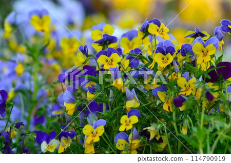 Pansies shining in the spring sunshine Pansies shining in the spring sunshine 114790919