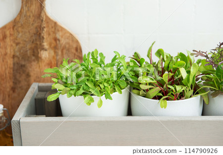 Fresh Herbs Grown in White Pots Inside a Gray Wooden Box in a Kitchen Setting 114790926