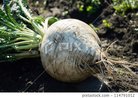 Harvesting large, round Sakurajima radishes 114791012
