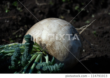 Image of Sakurajima radish harvested in the field 114791013