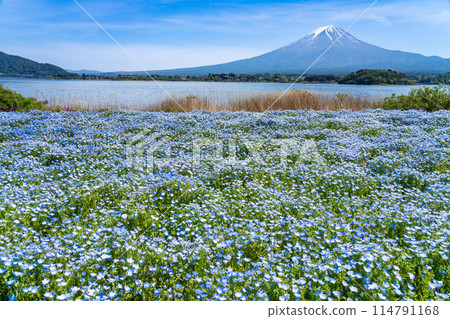 (A magnificent blue view) Nemophila flowers at Oishi Park and Mt. Fuji 114791168