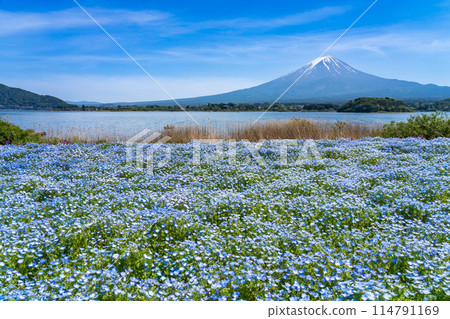 (A magnificent blue view) Nemophila flowers at Oishi Park and Mt. Fuji (A magnificent blue view) Nemophila flowers at Oishi Park and Mt. Fuji 114791169