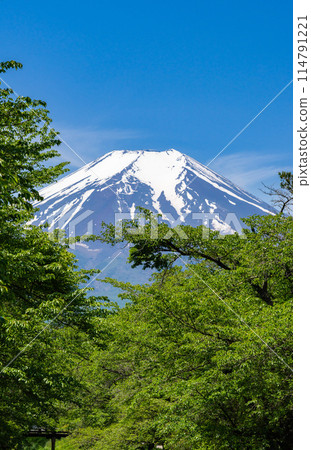 【新綠初夏】從忍野八海眺望富士山 114791221