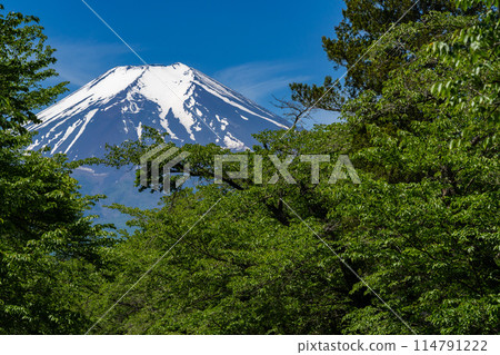 [Fresh greenery in early summer] Mt. Fuji seen from Oshino Hakkai 114791222