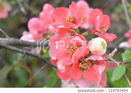 Flowers of full bloom 114791404