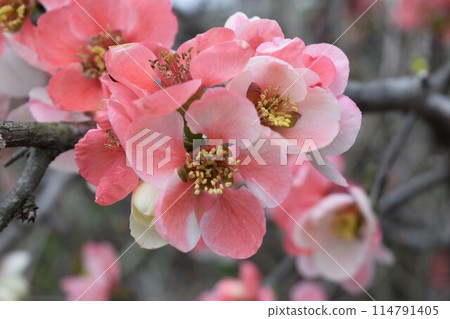 早春黃瓜開花 114791405