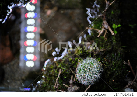 Cactus seen from above 114791451