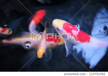 Cute white goldfish 114791462